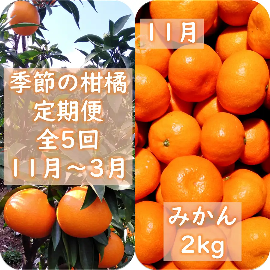 【発送月固定定期便】愛咲果樹園「季節の柑橘定期便」(11月～3月)全5回【F71-21】【4013523】 YWTS017