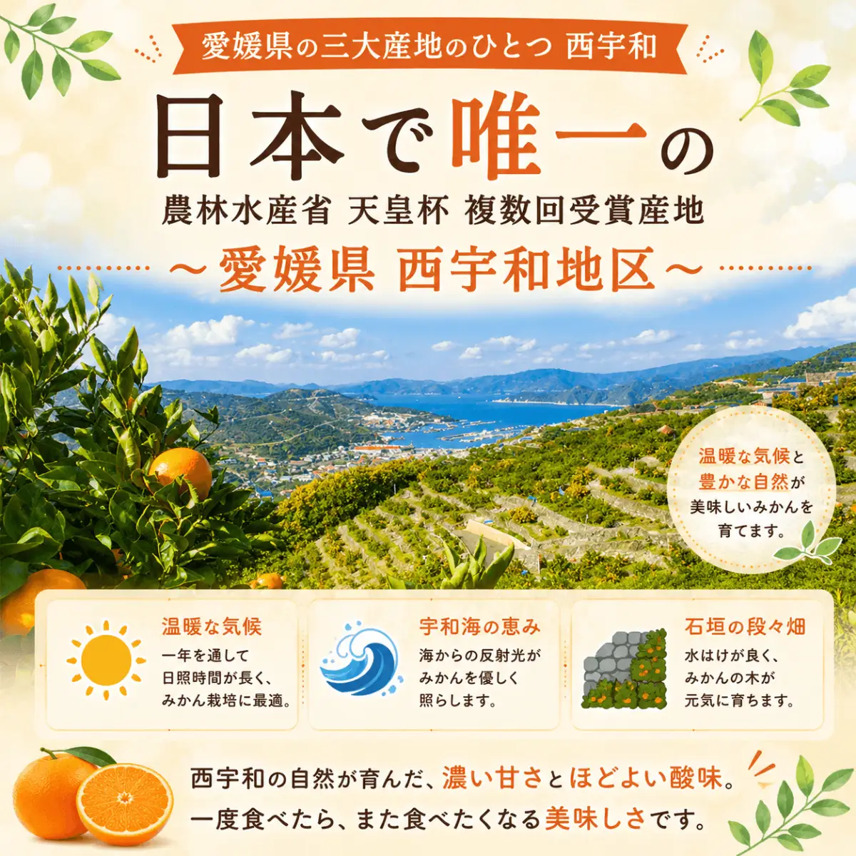 【先行受付】愛媛の人気2品種をセットに!せとか・不知火 食べ比べ 合計3kg【訳あり】【G25-141】【配送不可地域：離島】【1283421】 YWTAP084
