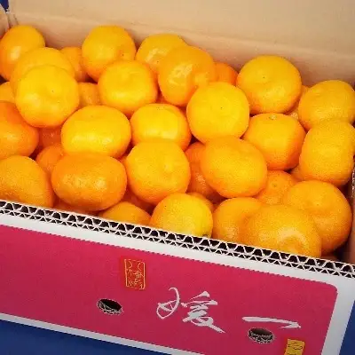 【先行受付】八幡浜市向灘地区産「媛一みかん」約5kg(家庭用)【C28-27】【配送不可地域：離島】【1051846】 YWTN019