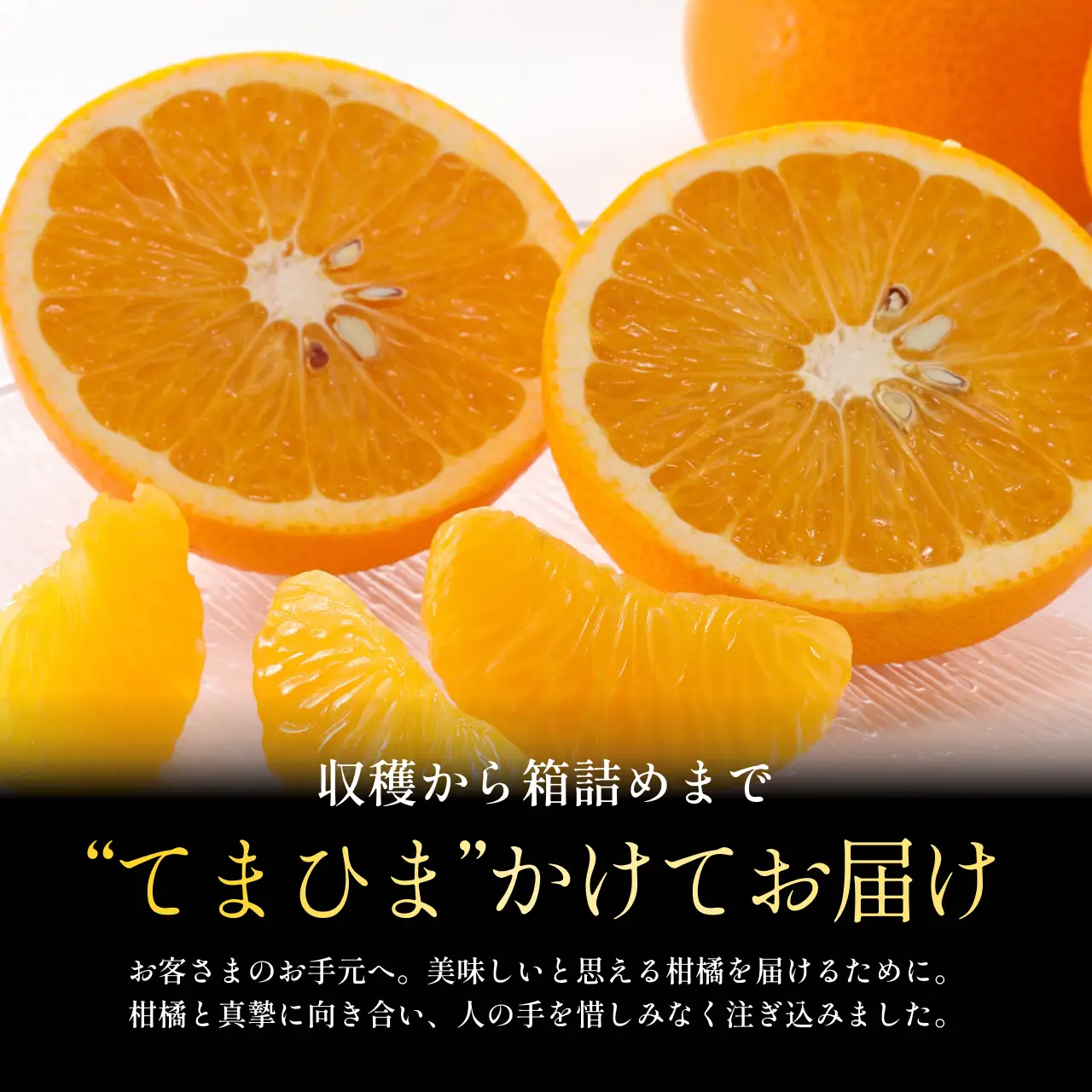 【先行受付】【産地直送】五代目が厳選した八朔 5kg 愛媛県産【C70-28】【1470659】 YWTK028