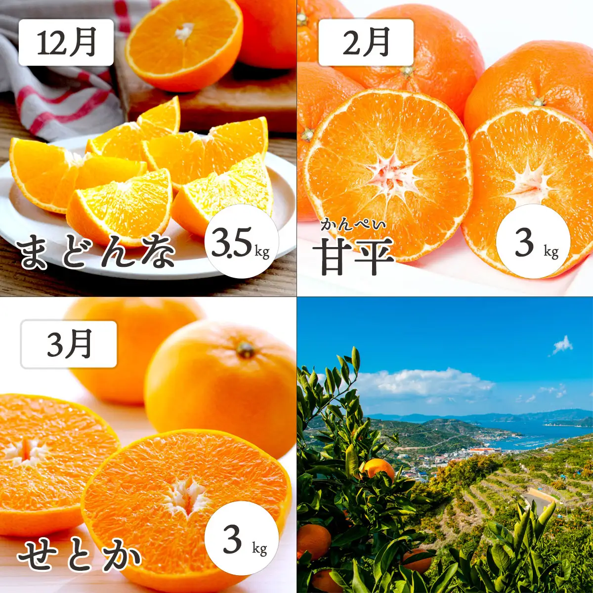 【発送月固定定期便】愛媛の柑橘3品種を厳選!まどんな・甘平・せとか柑橘定期便【G25-163】全3回【4051126】 YWTAP105