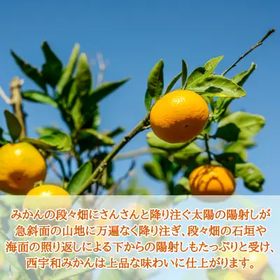 【先行受付】JAにしうわの季節の柑橘(紅まどんな 約2.5kg×2箱)【H08-50】 YWTV021