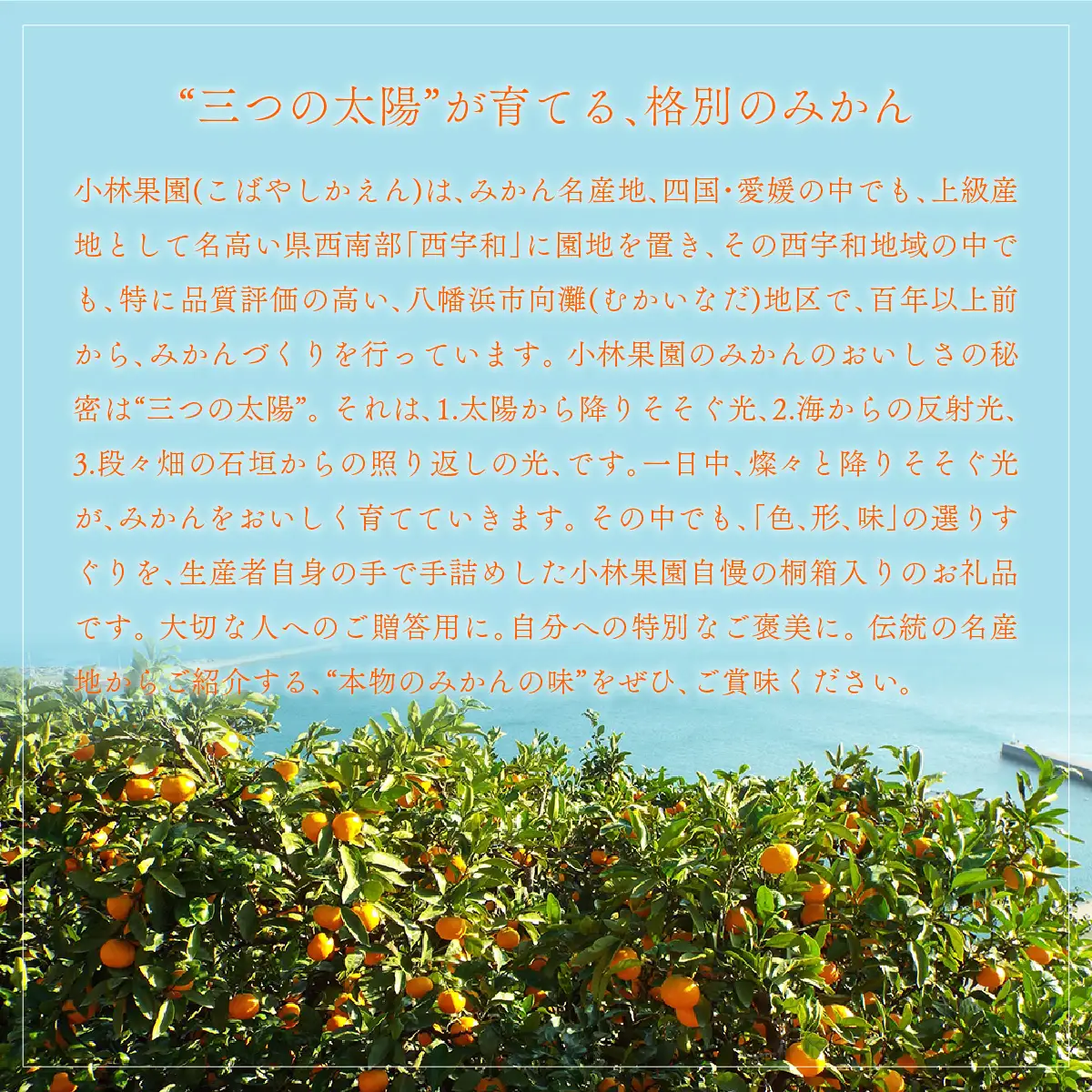 【先行受付】桐箱入り 媛一小玉みかん 金色の雫(こんじきのしずく)24個入り箱×二段重ね【D24-6】【1517951】 YWTAD003