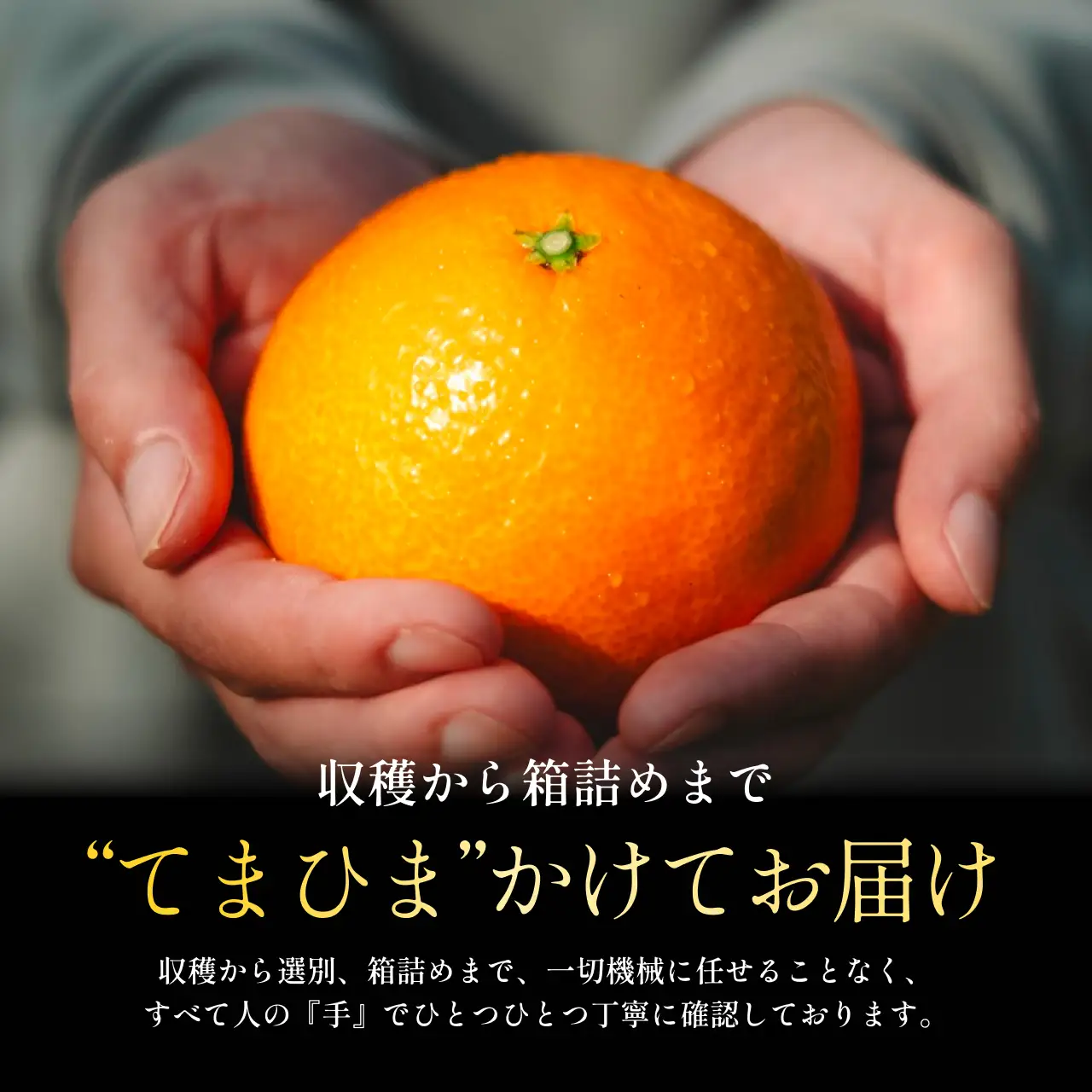 【先行受付】【創業108年】愛媛みかんの老舗厳選【贈答用】媛果まどんな3kg【F70-44】【1537310】 YWTK044