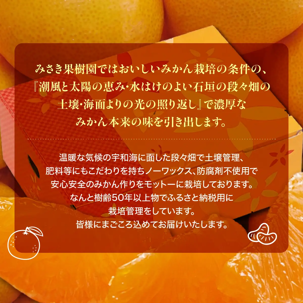 【先行受付】みさき果樹園の樹齢50年越え えひめ西宇和のみかん5kgS・2Sサイズ【C21-15】YWTBC002