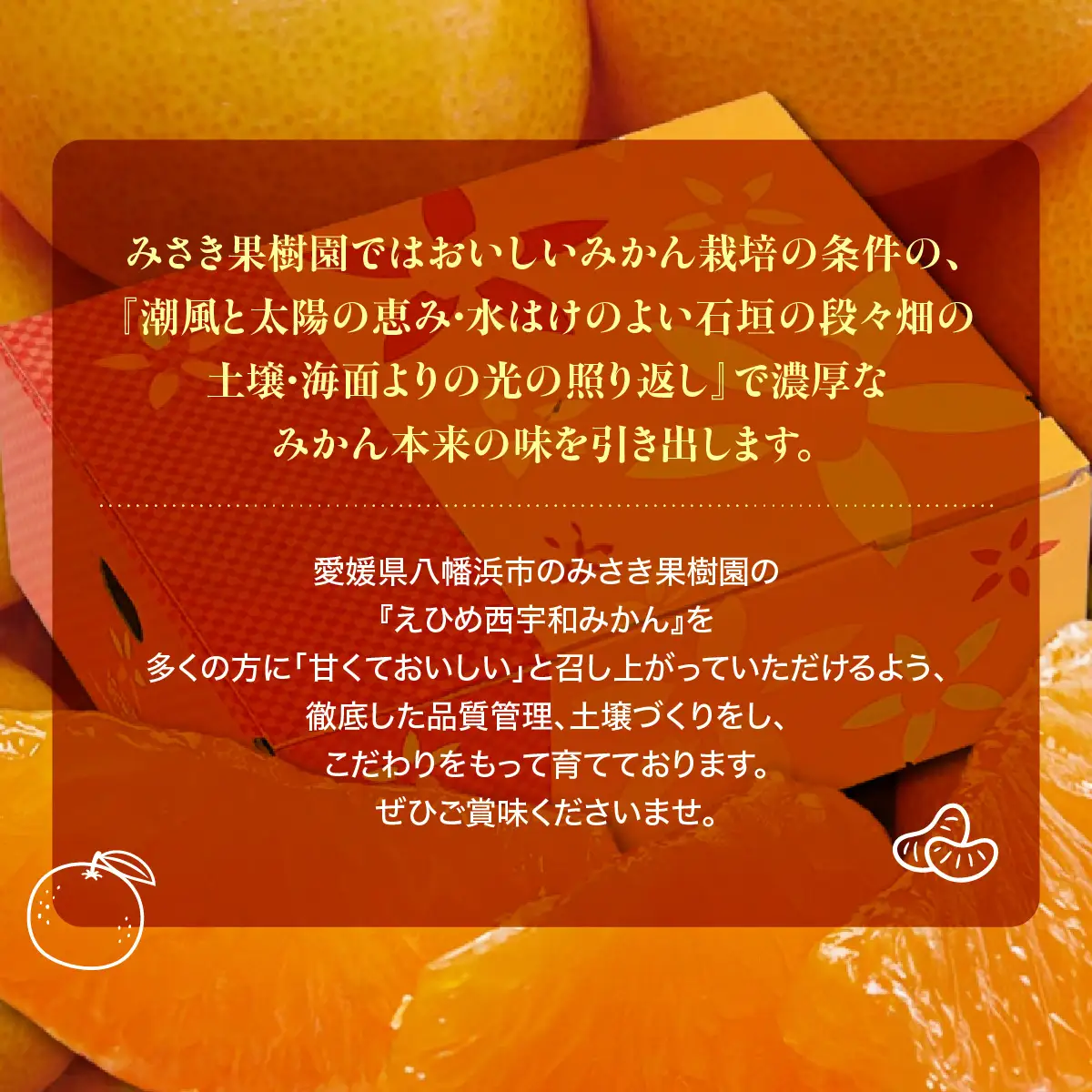 【先行受付】西宇和産大玉みかん2Lサイズ8kg【C21-40】YWTBC021