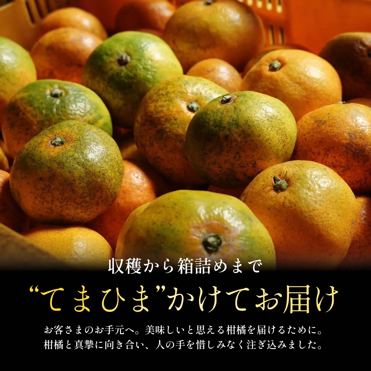 【先行受付】【訳ありだけど美味しさそのまま】極早生みかん 8kg【愛媛県産】【C70-102】【1674435】 YWTK101
