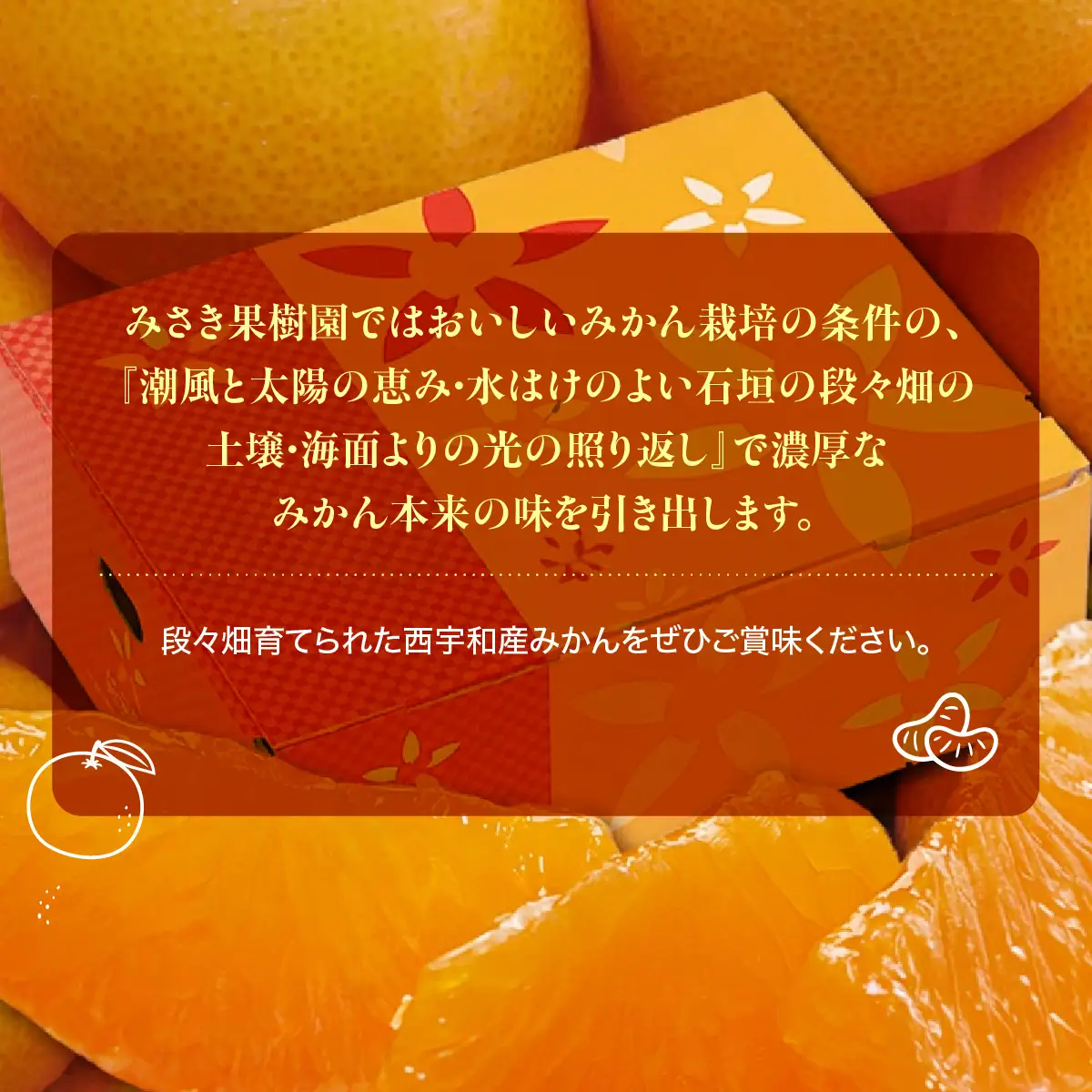 【先行受付】みさき果樹園の段々畑育ち 西宇和産みかん5kg【C21-47】YWTBC028