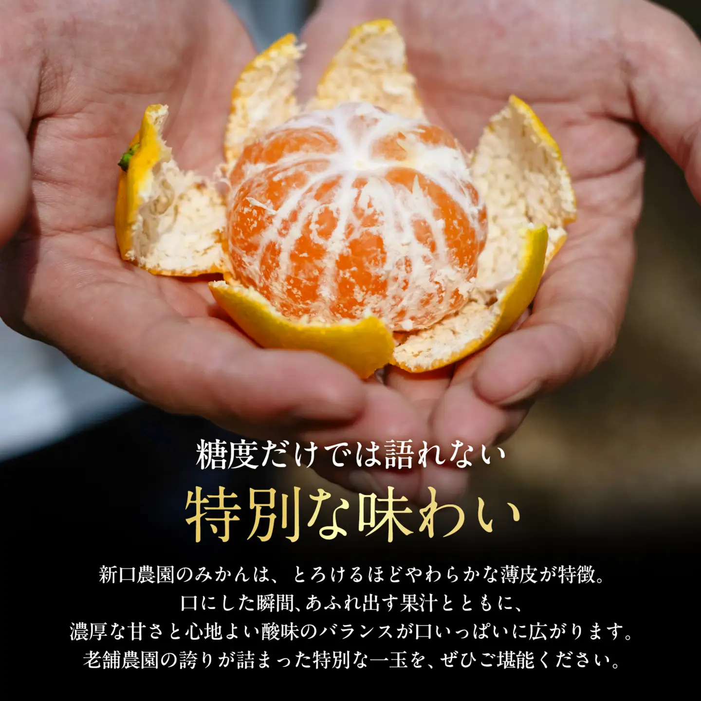 【天皇杯受賞産地】川上みかん 3kg【小玉】【愛媛県八幡浜市】新口農園厳選【A70-121】【1683965】 YWTK120