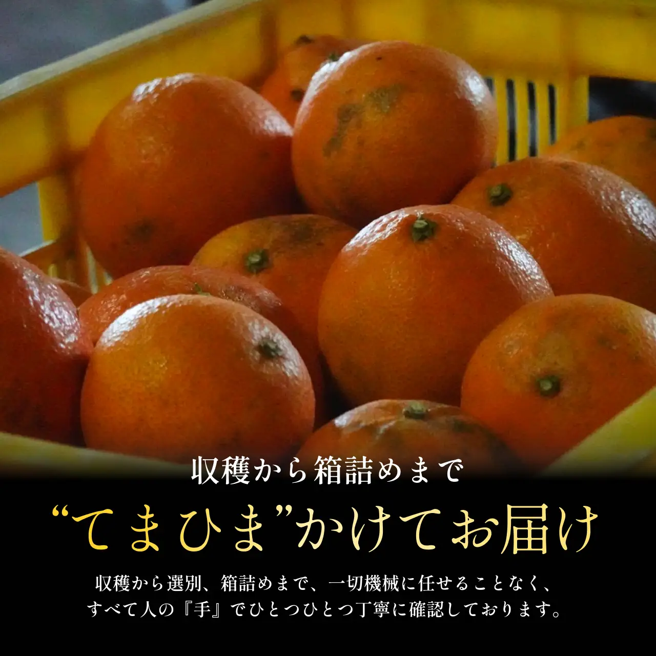 【先行受付】訳ありだけど美味しさそのまま【まどんな 3.5kg】【訳あり】紅まどんなと同品種【D70-140】【1688016】 YWTK139