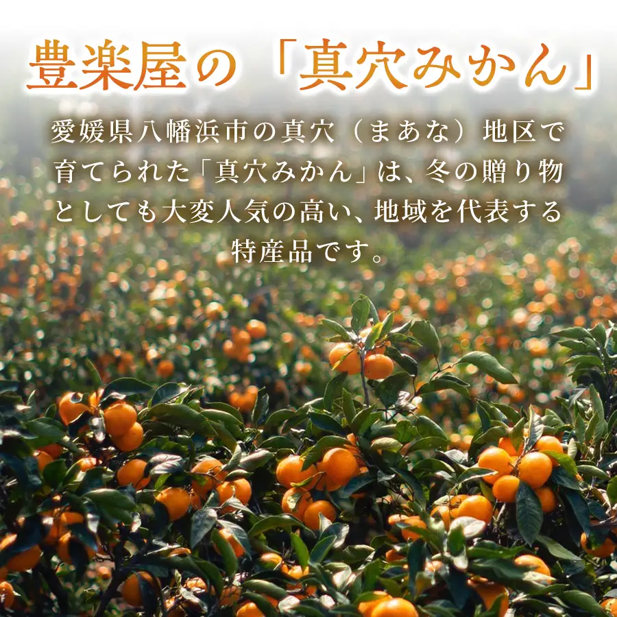 【先行受付】【農家直送でお届け！】果汁たっぷり真穴産みかん 5kg(2S~Sサイズ)【E98-15】【1711293】 YWTBU015