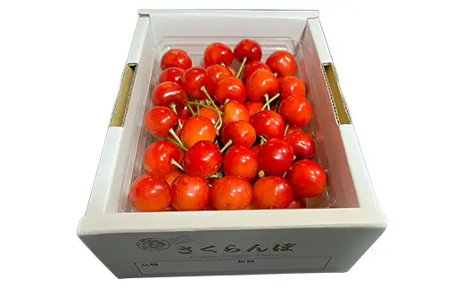 《先行予約》【令和9年産】山形県産さくらんぼ やまがた紅王 秀品 “Lサイズ” 約500g バラ詰め サクランボ 果物 フルーツ チェリー F4A-1033