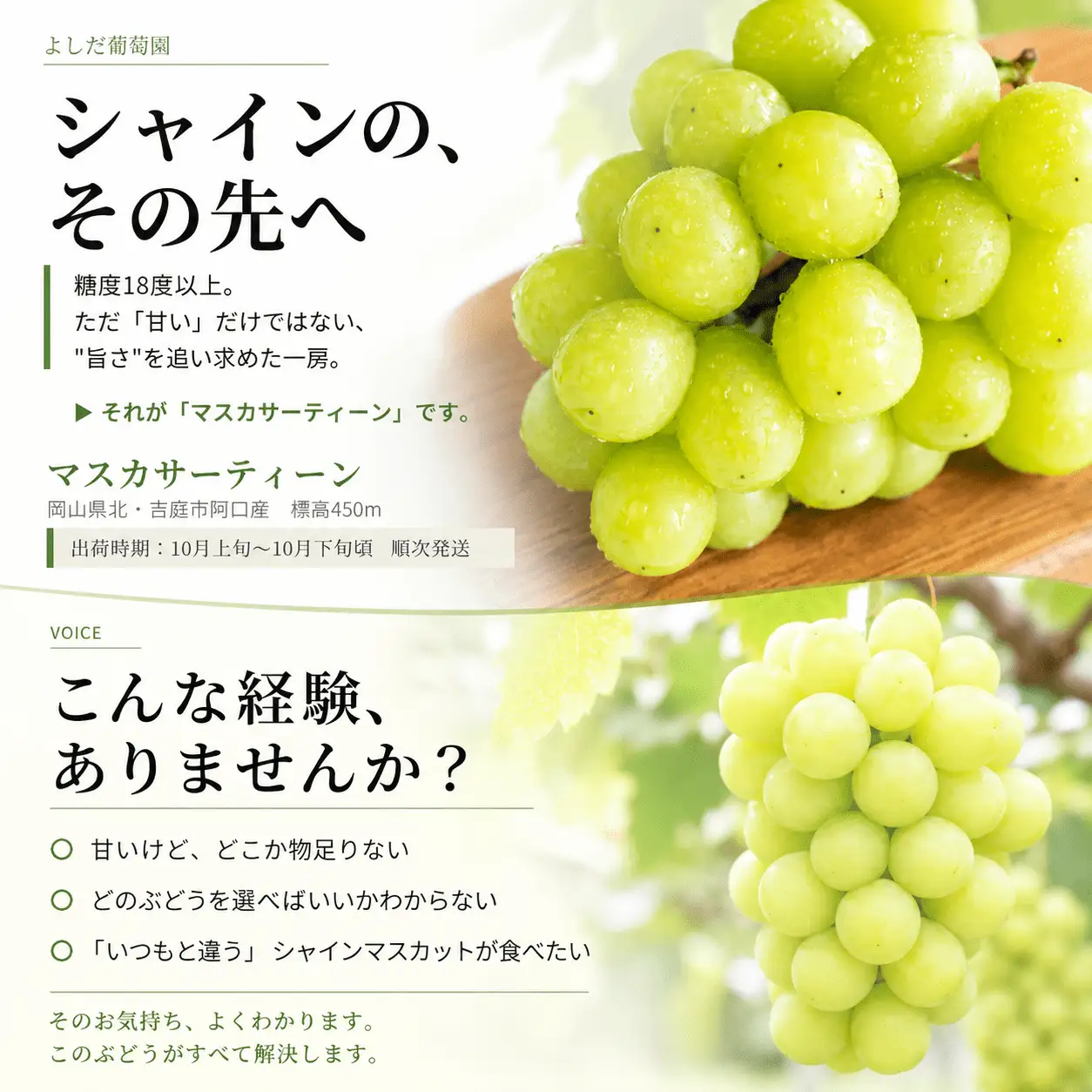 マスカサーティーン【シャインマスカット希少品種】 1.5㎏（3房または4房）【2026年先行予約】【ysdb005】