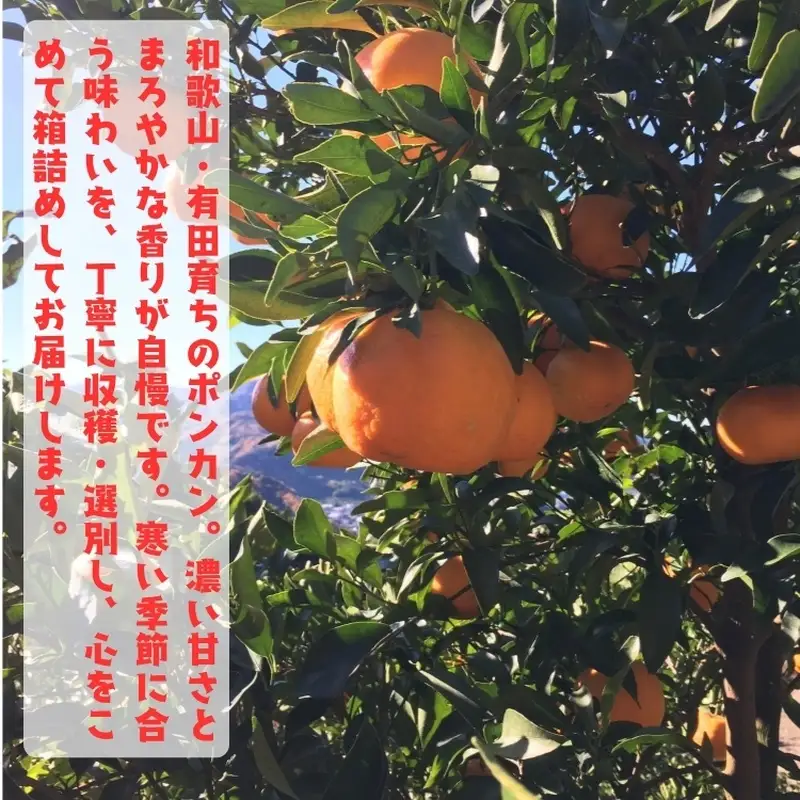【先行予約】【極甘柑橘】有田育ちの 濃厚 ポンカン（訳あり 家庭用）約10kg+200g(痛み補償分) ※2027年1月上旬～3月上旬に順次発送 ※着日指定不可【ard247A】