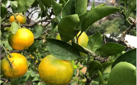 ＼訳あり／ ゆら早生みかん 5kg / みかん ミカン 和歌山県 柑橘 早生 甘い 蜜柑 フルーツ 果物 くだもの 食品  産地直送 由良町 ご家庭用 ゆら早生 早生みかん 【2026年10月上旬～10月下旬頃に順次発送予定】【myvi003-c-5】