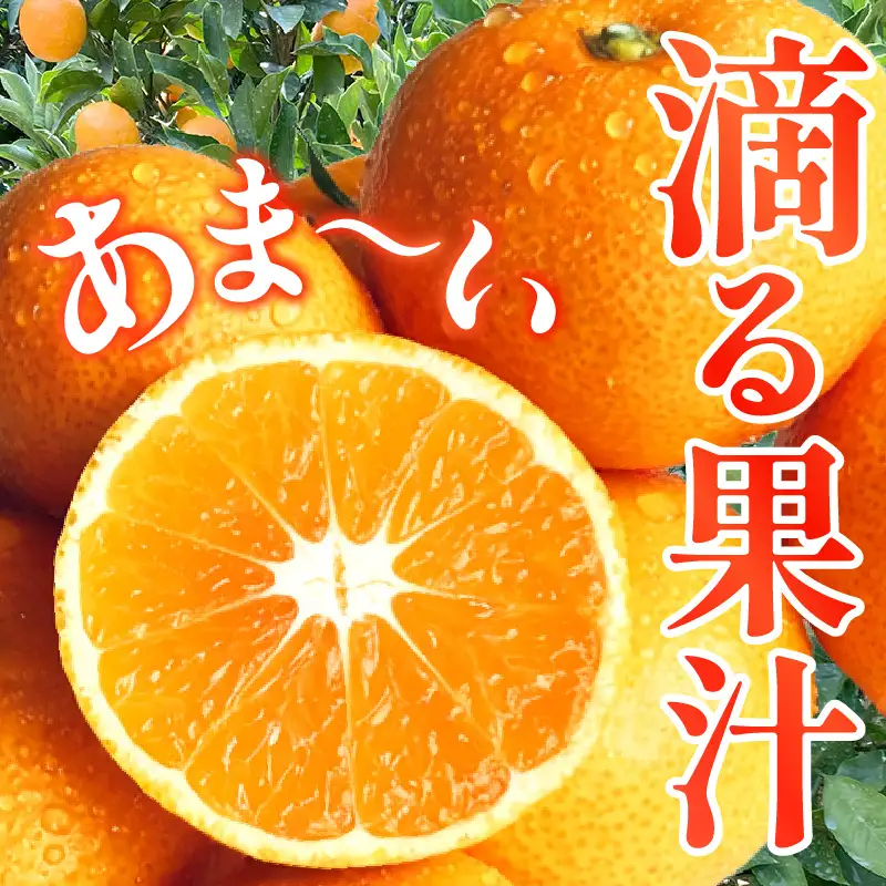 【先行受付】【2026年11月上旬～発送】滴る果汁・甘〜い石地みかん5kg 家庭用　ku212-001-26