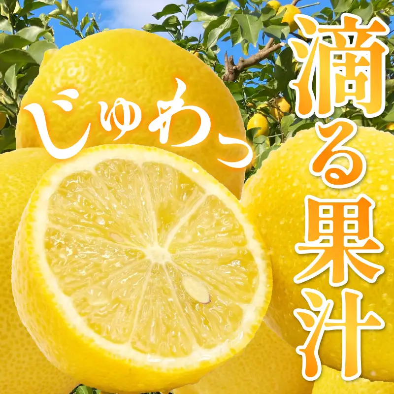 【先行受付】【2027年1月上旬～発送】加工品用レモン 3kg　ku212-003-26