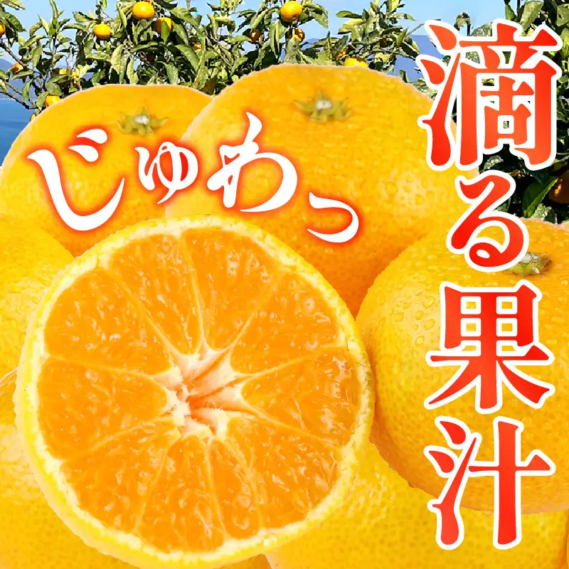 【先行受付】【2026年11月上旬～発送】甘さと酸味が丁度いい！濃厚興津早生みかん5kg 秀品(M〜L：約40個）　ku212-005-26