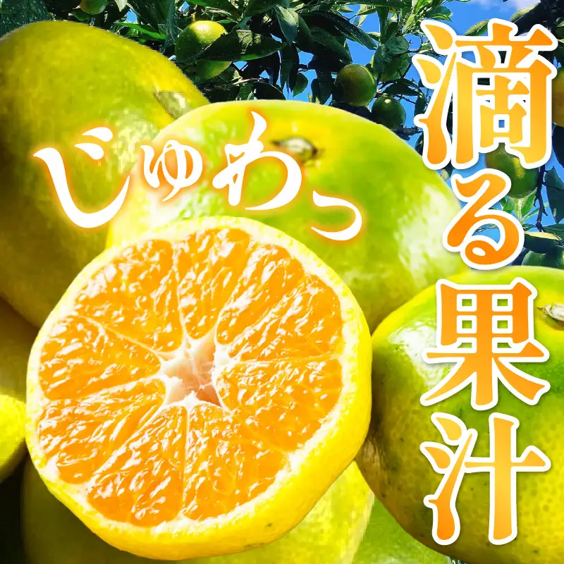【先行受付】【2026年10月上旬～発送】さっぱり日南極早生みかん 家庭用 5kg (S～2L 約55個) ku212-008-26