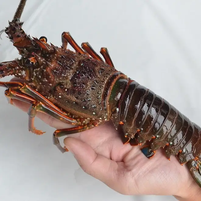 【 冷凍 伊勢海老 】天然 伊勢海老 1.0kg（2～4尾） 黒潮町 ［1083-2］