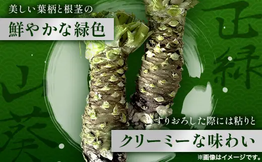 那賀わさび (正緑) 約100ｇ 1～2本 【徳島県 那賀町 生産者直送 産地直送 本わさび わさび ワサビ 生わさび 山葵 野菜 香味野菜 国産 正緑 薬味 調味料 万能 新鮮】FN-01