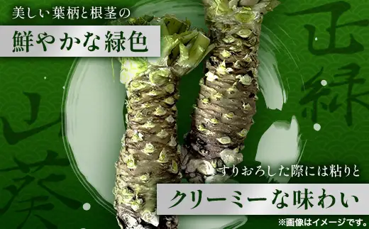 那賀わさび (正緑) 約200ｇ 2～4本 【徳島県 那賀町 生産者直送 産地直送 本わさび わさび ワサビ 生わさび 山葵 野菜 香味野菜 国産 正緑 薬味 調味料 万能 新鮮】FN-02