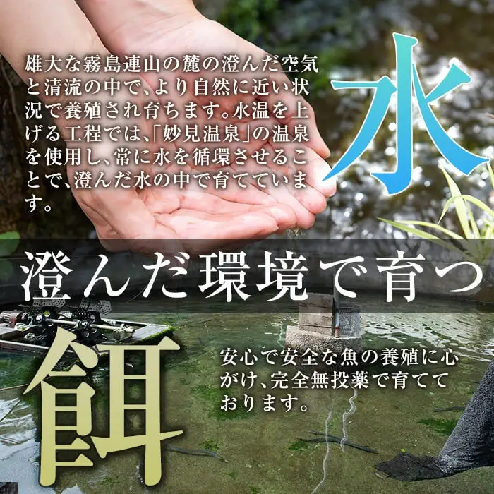 C-077-RZ ＜冷蔵でお届け＞霧島市育ちのあの「うなぎ」130～150g×5尾【田代水産】霧島市 うなぎ蒲焼 国産 鹿児島 うなぎ 鰻 ウナギ 高級 蒲焼き 蒲焼 かばやき タレ