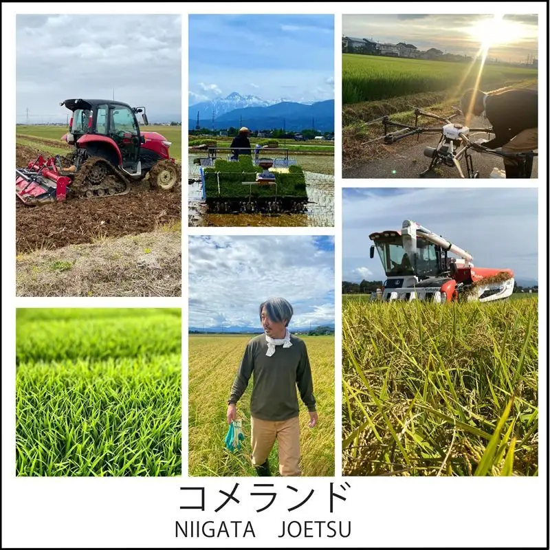 【先行予約】コメランド 新之助 精米 上越産 5kg 新之助