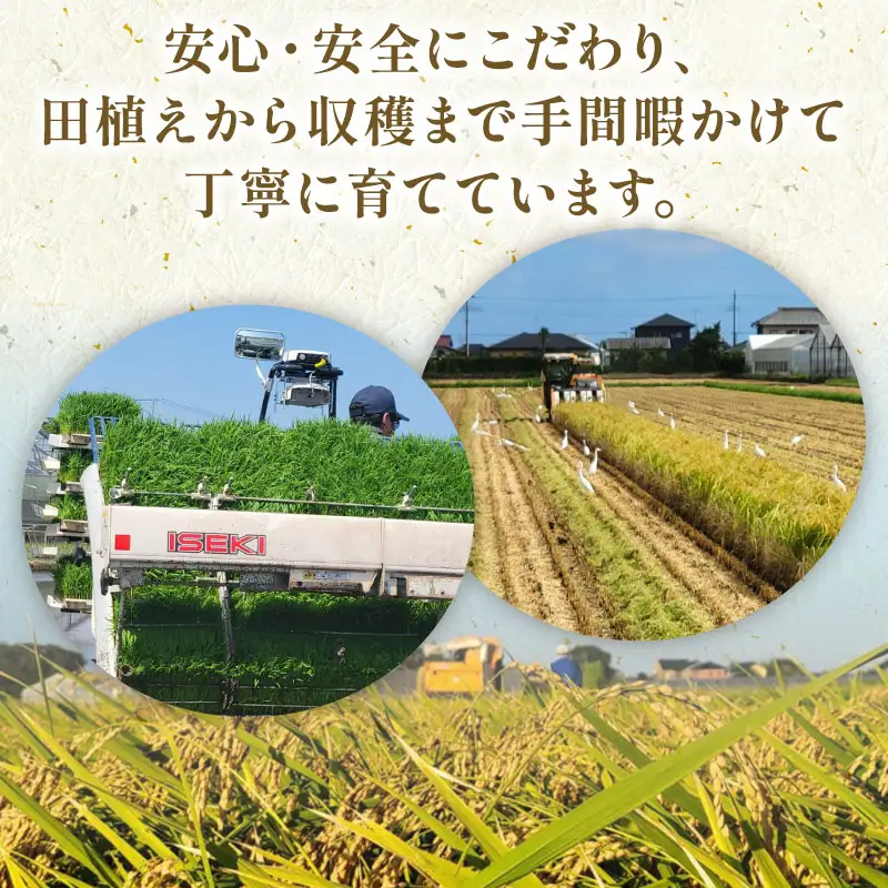 先行予約 令和8年産こしひかり 10kg 【 コシヒカリ 】