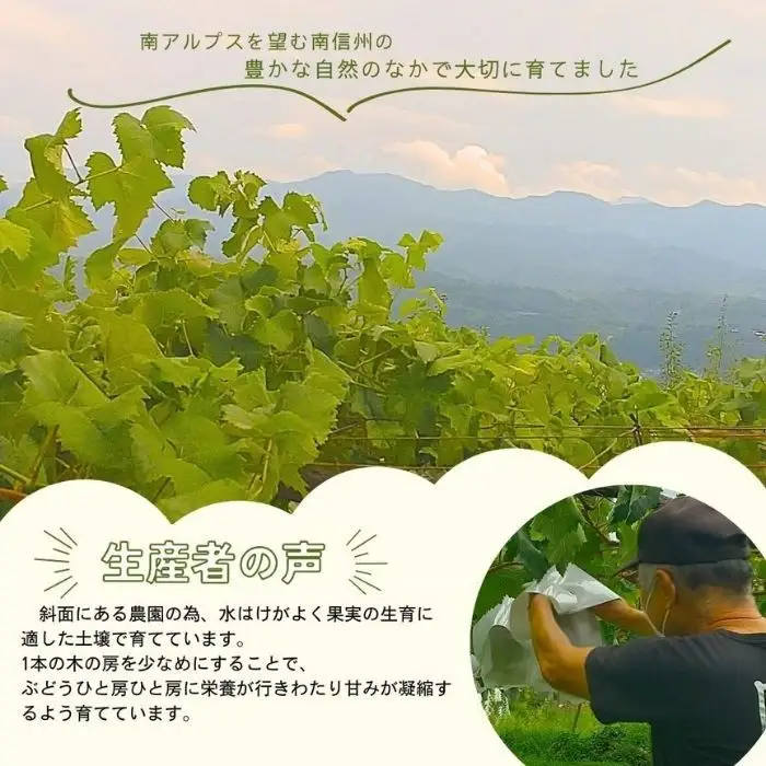 天晴 1.5kg 長野県高森町