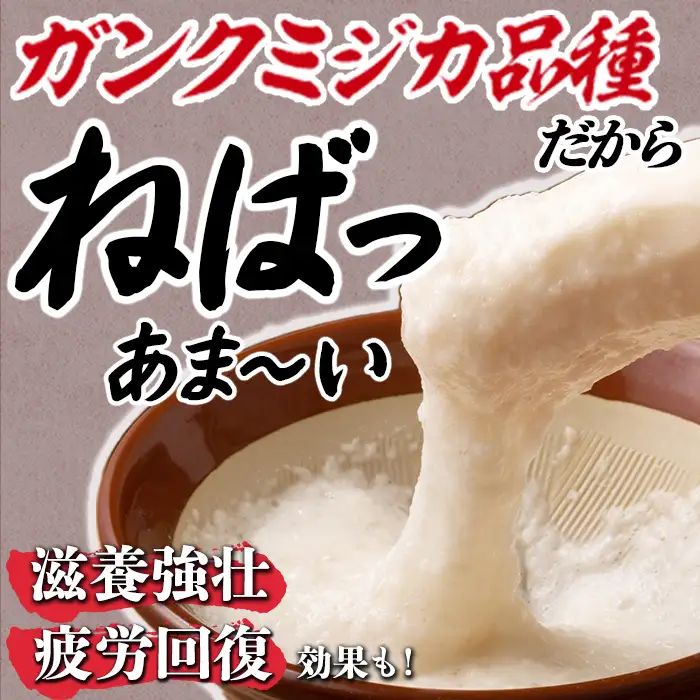青森県三沢市産 長いも (5kg) 野菜 やさい 根菜 とろろ 長芋 長いも 山いも 芋 いも 青森県産 三沢市産 【おいらせ農業協同組合】【ms25-02】