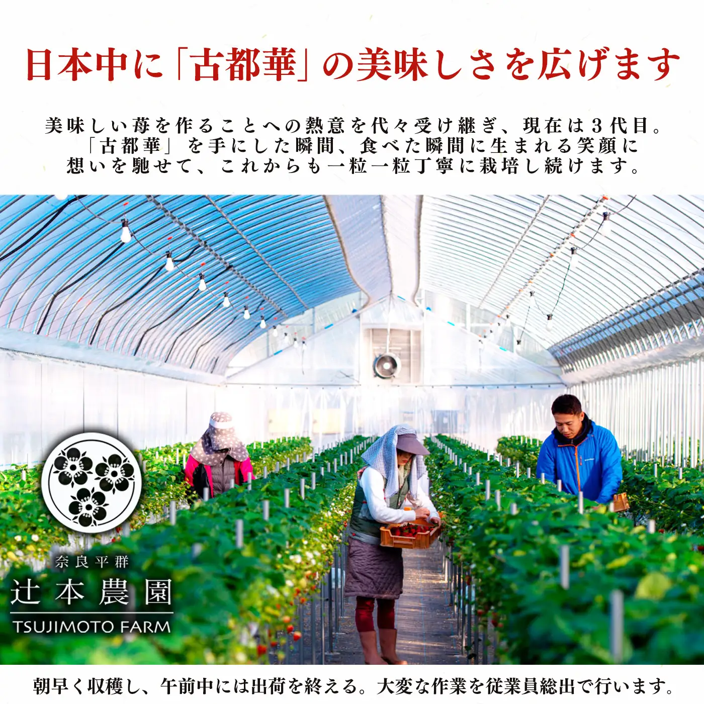【定期便2回】平群の古都華 2L～3Lサイズ （2パック 1ケース） 計2パック | 先行予約 1月 2月 お届け いちご 苺 古都華 フルーツ 果物 くだもの ブランド 苺  甘い 大人気 旬 送料無料 濃厚 産地直送 辻本農園  奈良県 平群町