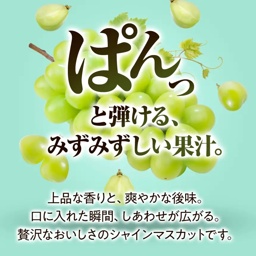 八ヶ岳西麓産 シャインマスカット 2房 ( 計 1.2kg 以上 )【2026年9月中旬～発送】