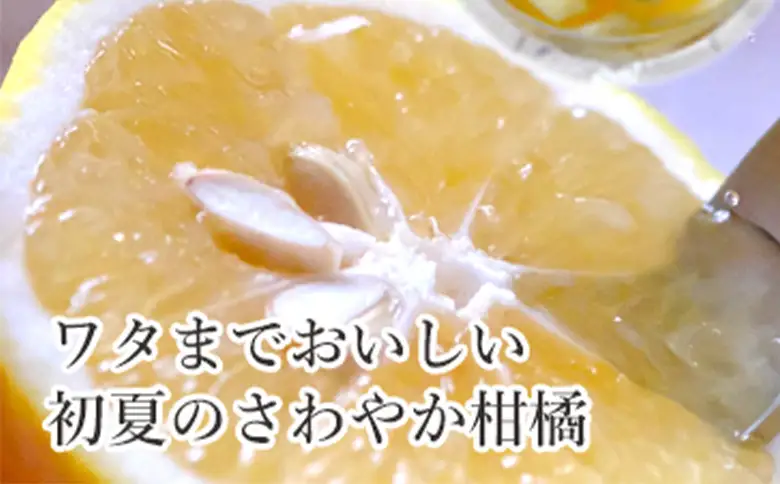 先行予約＜訳あり 愛媛県産 ニューサマーオレンジ 合計約1.5kg＞ 『2027年4月～5月に順次出荷予定』日向夏 小夏 ご家庭用 ご自宅 蜜柑 果肉 果物 柑橘 フルーツ オレンジ 国産 濃厚 果汁 産地直送 ミヤモトオレンジガーデン 愛媛県 西予市【常温】ONM0004