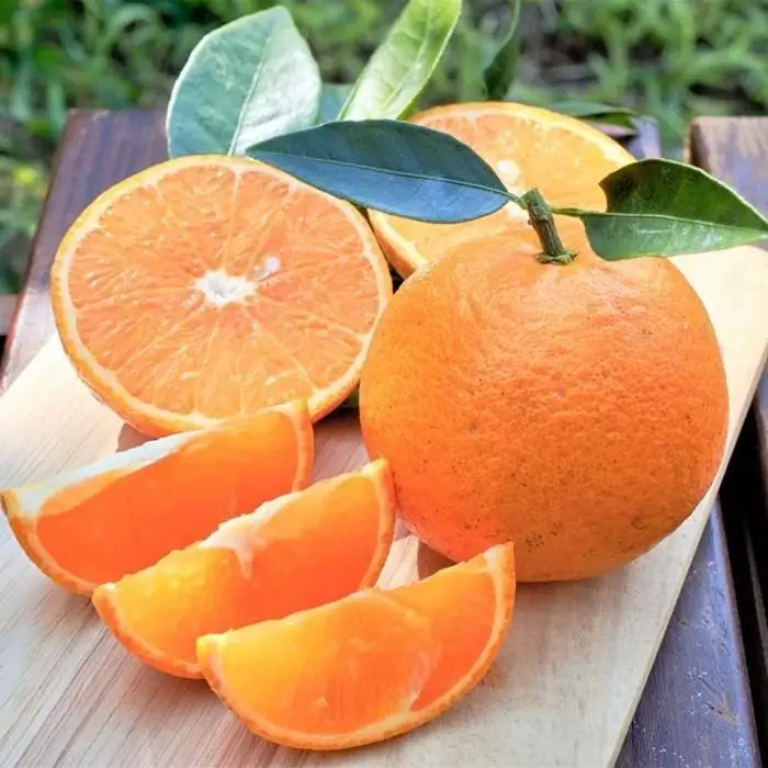 ＜先行予約／数量限定＞【市橋農園】屋久島産たんかん 3キロ箱（秀品／贈答用としても)