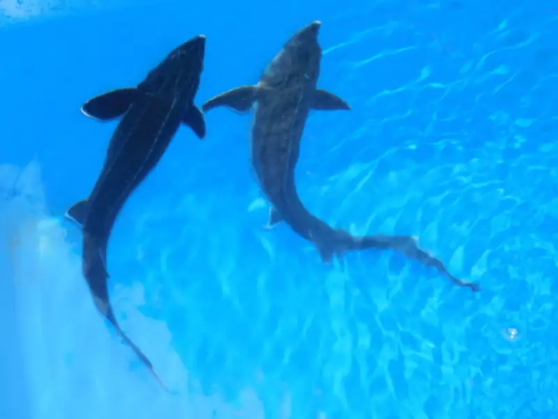 チョウザメ観賞魚(生体) ベステル【7月～9月末】　ku183-005-r　(北海道・沖縄県・離島配送不可)