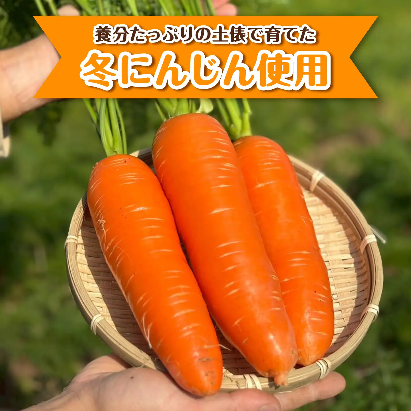 にんじんドレッシング 12本【文命農業】ドレッシング [BDAX003-3]