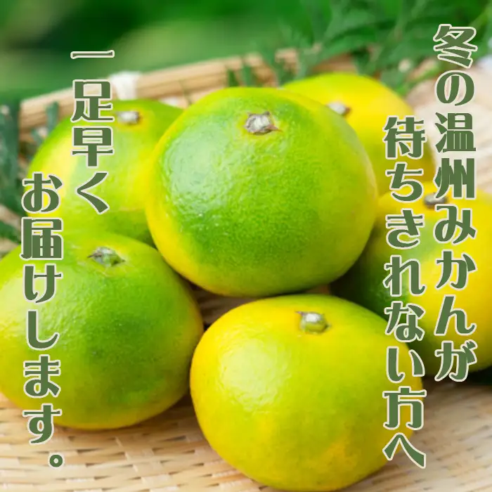 【鴨川の柑橘】ひと房で旨さ際立つ 温州みかん『田口早生』５kg 《11月中旬より発送》《数量限定》《先行予約》ちばエコ農産物 旬の柑橘 みかん ミカン 蜜柑 早生温州 早生みかん 薄皮 樹上完熟 ハウス栽培 鴨川産 千葉県産 [安田園芸][0010-0369]