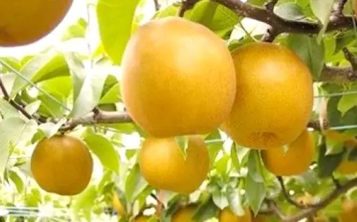 あたご梨 約3kg （ 3～5玉 ） 梨 贈答 くだもの 果物 果実 フルーツ なし ナシ あたご 贈答品 冬 大玉梨 完熟 【 2026年11月下旬～12月下旬発送予定 】