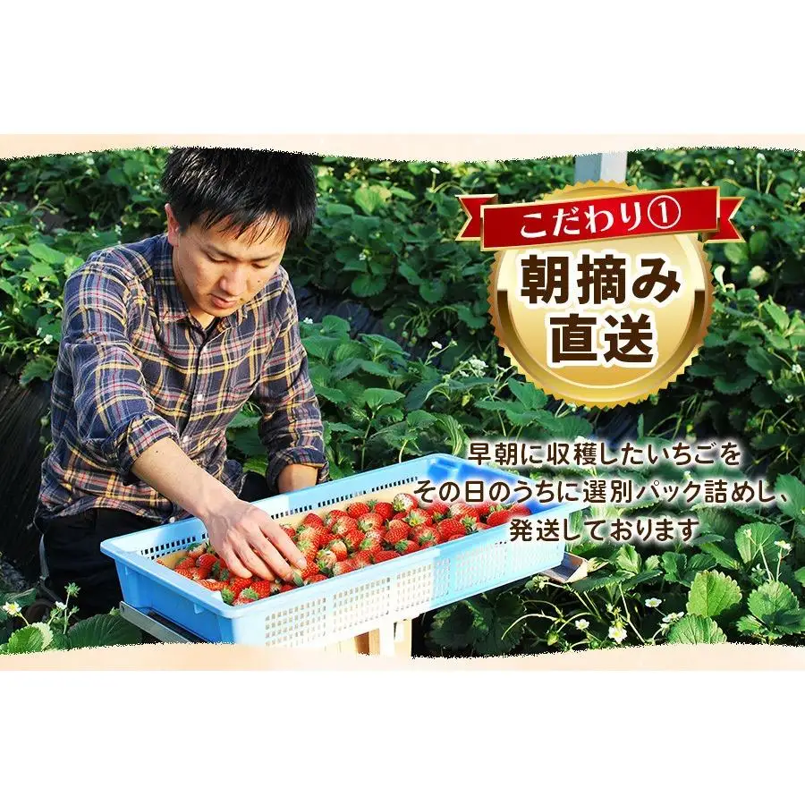 【2027年先行予約】幻のとちひめ×伝統の女峰 食べ比べセット 560g