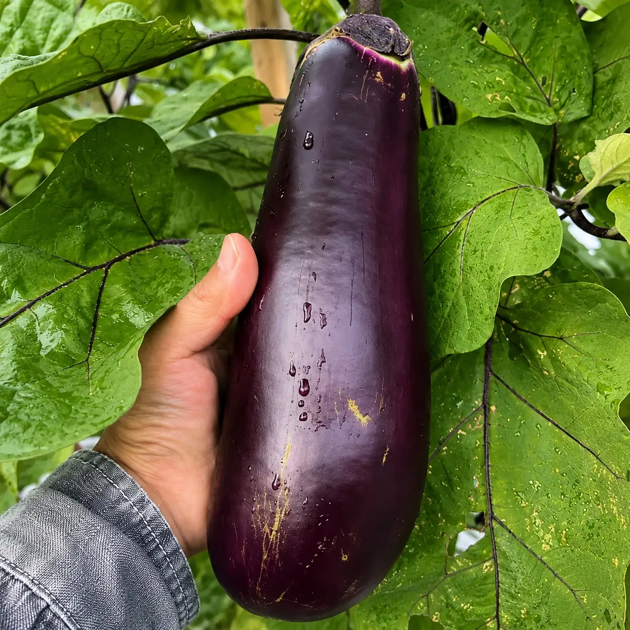  伝統野菜 ぼたなす 秀品 1.5㎏ ｜ ナス