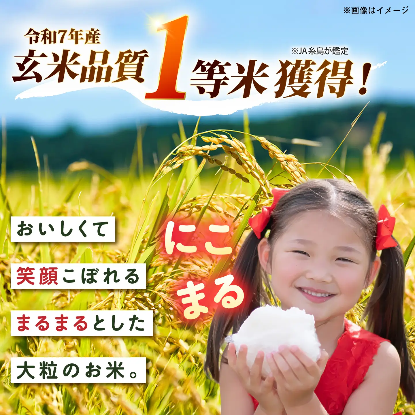 【全3回定期便】 にこまる 玄米品質1等米 白米 10kg 糸島市産 糸島市 / 糸島の恵み コメ こめ ご飯[AGR011]