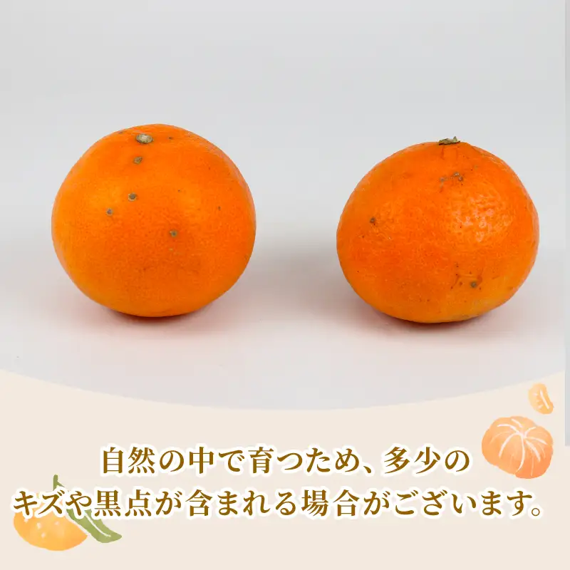 贈答用 ポンカン 5kg まるはま農園 みかん 先行予約 柑橘 果物 くだもの フルーツ ぽんかん 濃厚 甘い 甘味 蜜柑 美味しい 贈答用 贈答品 贈答 ギフト プレゼント ミカン 愛媛みかん 愛媛県産みかん 産地直送 数量限定 国産 愛媛 宇和島 B010-202002