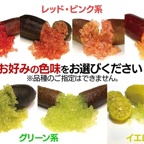 フィンガーライム栽培体験セット柑橘苗植木鉢フィンガーライム ピンクアイス