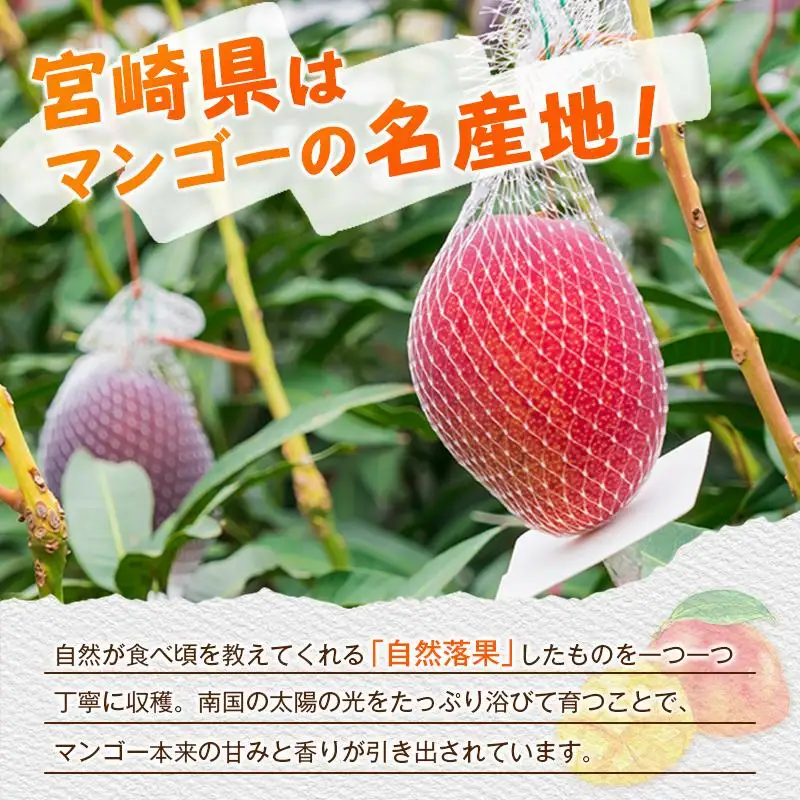 ＜2027年発送＞宮崎県産 完熟マンゴー 2Lサイズ×2玉（1玉350～459g） 宮崎 トロピカル フルーツ お取り寄せ 果物 旬
