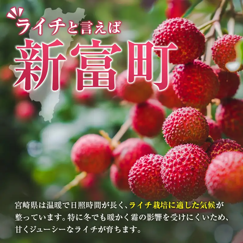 新富町産 生ライチ 約400g 9～15玉 国産 宮崎 贈答品 数量限定 B704-27