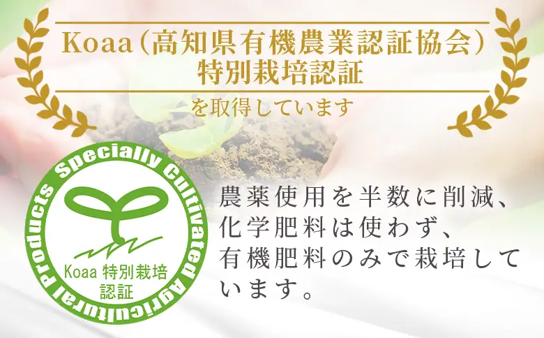 【2回定期便】ふじ農園の露地みかん 訳あり品 2.5kg(2S～M)  みかん Wfn-0019