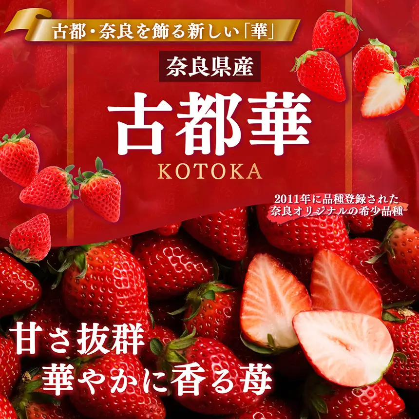 【 先行予約 】【 定期便 2回 】古都華 約540g （270g×2P）Lサイズ以上