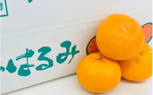 はるみ 和歌山 みかん 秀品 Mサイズ 22個入り 贈答用 / はるみ 柑橘 贈り物 フルーツ 果物 ※2027年1月中旬頃～3月上旬頃に旬頃に順次発送予定【ksmt013-r-22】