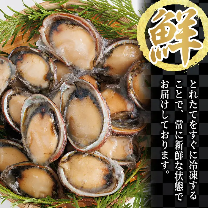 冷凍 トコブシ (500g) 貝 魚介類 海鮮 おつまみ 惣菜 【KF01】【カズフジ】